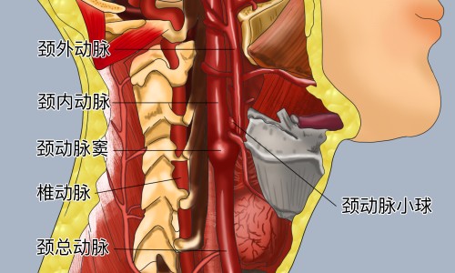 甲钴胺片的功效和作用不良反应是-甲钴胺片说明书和服用不适症状网—知名的甲钴胺片说明书和服用不适症状有区别吗网站,分享甲钴胺片的功效和作用不良反应是知识